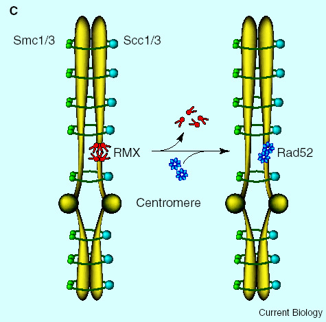 Zatrzymanie cyklu komórkowego w mitozie w wyniku złamań DNA u drożdży Chk2