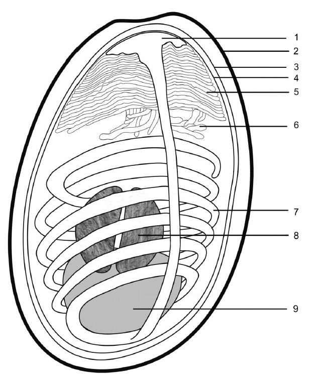 Infekcje grzybowe Nosema spp 1 dysk kotwiczący 2 egzospora 3 endospora 4 błona cytoplazmat.