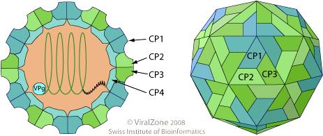 Dicistroviridae http://viralzone.