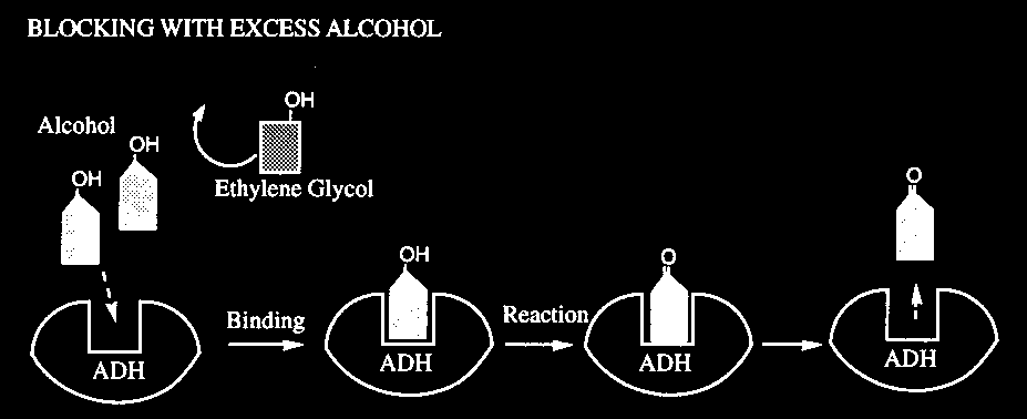 Inhibitory współzawodnicze (odwracalne): Glikol etylenowy (przypadkowe zatrucie) blokuje dehydrogenazę alkoholową: Inhibitor wiąże się silniej z enzymem i zatyka go.