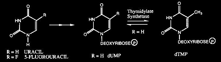 Inhibitory będące analogami stanu przejściowego Idealne w przypadku reakcji enzymatycznych wymagających dwu substratów Biosynteza dtmp 5-fluorouracyl