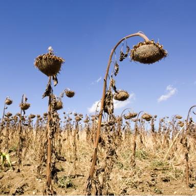 MZM W PORTALU MAPOWYM ZAGROŻENIA TERMICZNE temperatura maksymalna Temperatura powietrza uważana jest za przewodni (kluczowy) element pogody i klimatu, gdyż warunkuje przebieg procesów zachodzących w