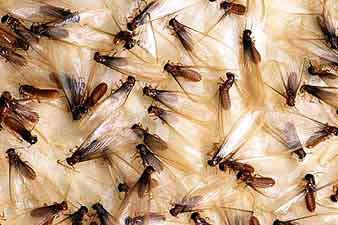 TERMITY owady społeczne Isoptera termitiery hodowców grzybów wyrój termitów pojedyncze jaja lot i skrzydła tylko na czas godów polimorfizm,