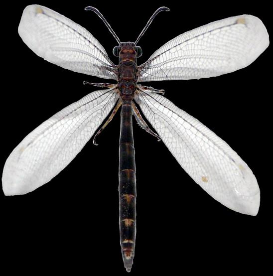 POCZWARKA wynalazkiem siatkoskrzydłych Neuroptera koncentracja przeobrażenia w nieruchawym ostatnim stadium wylinkowym poczwarce zwinne