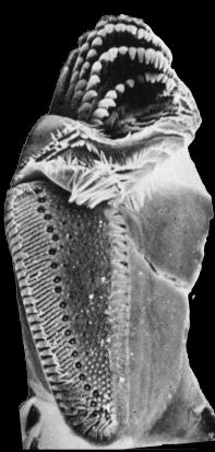 Ant I ATELOCERATA UTRATA drugiej pary anten Euthycarcinida oczy słupkowe pars incisiva Md wtórny staw