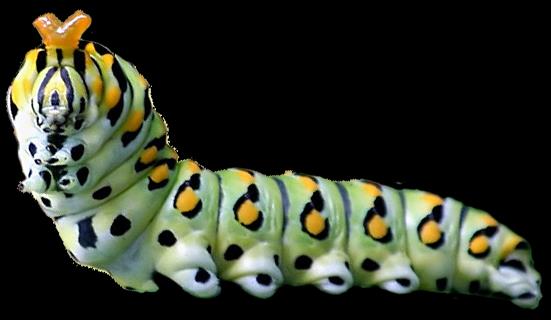 MOTYLE DZIENNE przez nietoperze Lepidoptera osmectarium paź Papilio pierwotne nocne ale chodzą na czterech odnóżach osmectarium utrata frenulum "czworonożność" pośrednie mają