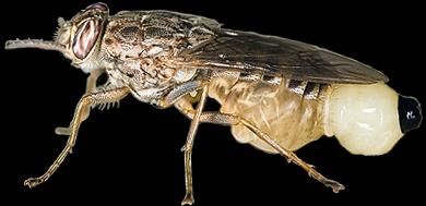 obróbki w mózgu szczegółowy obraz poczwarka mucha tse-tse Glossina rodzi