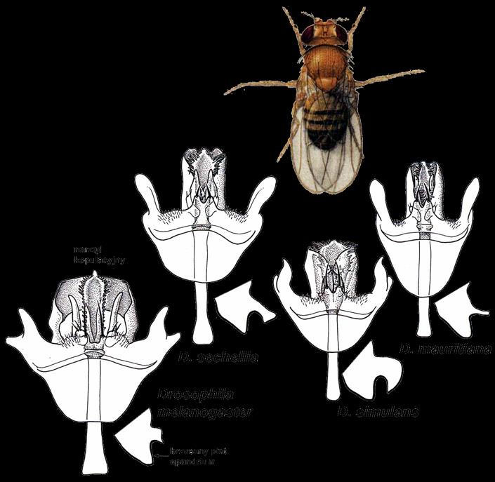 DIPTERA TANIEC godowy Brachycera gatunki muszki owocowej Drosophila mogą różnić