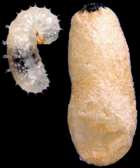larwy jedzą pełzając po dnie gniazda, zwykle czekają na karmienie osa