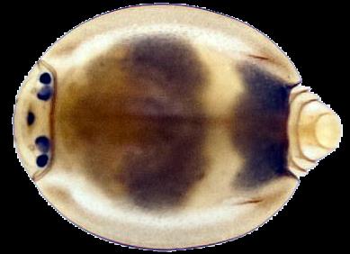 (nimfa) INSECTA JĘTKI skrzydlata Ephemeroptera imago (stadium dorosłe) Potamanthus Protereisma 280 mln lat Prosopistoma jedyne owady do dziś liniejące w stadium