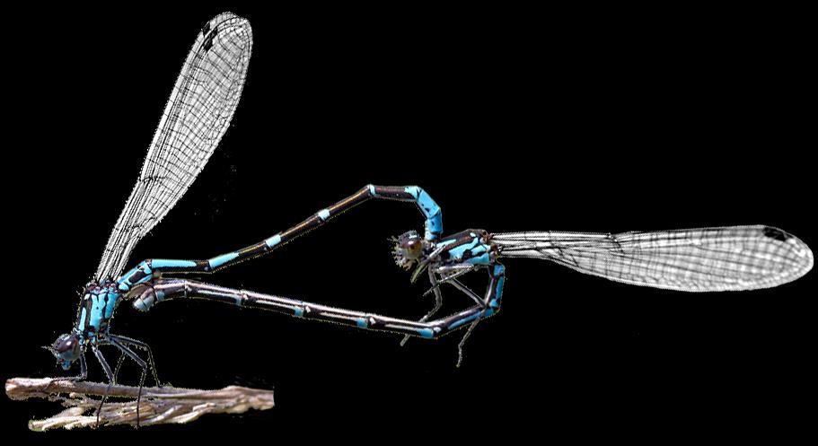WAŻKI drapieżne Odonata Libellula świtezianka Calopteryx samiec maska larwy larwy wodne (niezależnie od jętek) samca dodatkowe