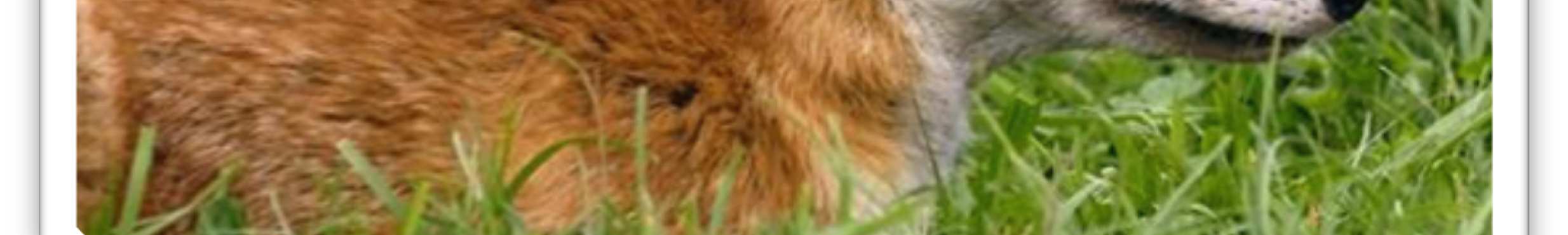 Hodowlane i dziko żyjące lisy pospolite CHARACTERISTICS OF THE FARMED AND WILD POPULATIONS OF COMMON FOXES Summary Long-term intensive selection on fox farms caused the productive traits of breeding