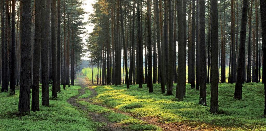 Lasy Nadleśnictwa W drzewostanach Nadleśnictwa Przytok w udziale powierzchniowym gatunków panujących dominuje