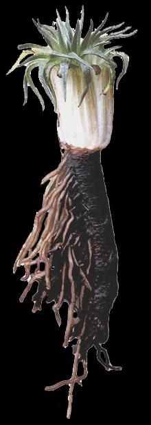 SYGILARIE przodkami poryblina Isoetes poryblin dziś Nathorstiana kreda 135 Ma Pleuromeia trias 140 Ma widłaki drzewiaste paleozoiku