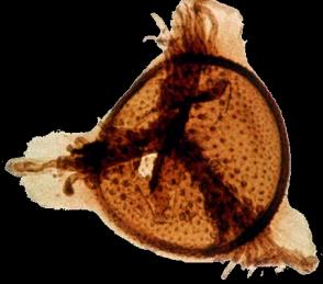 LEPIDODENDRONY najwyższe drzewa paleozoiku makrospora kora pni ze szparkami