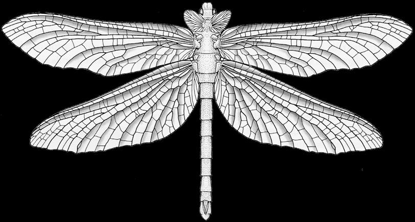 WIELKIE OWADY wysysające makrospory paleozoiczne Palaeodictyoptera z kłujką analogia pluskwiaków ale pokrewne ważkom i jętkom Dunbaria perm 280