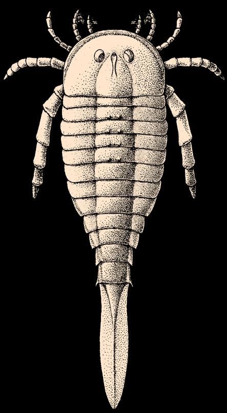 odnóża manipulacyjne CZWORONOŻNE stawonogi odnóża kroczne Tetli (2007) Whyte (2005) Hibbertopterus karbon 340 Ma Parastylonurus sylur 420 Ma Waterston (1979)