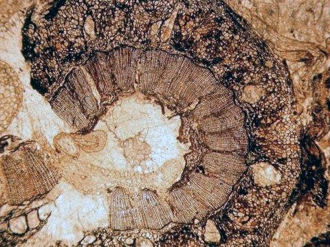 kora KALAMITY skrzypy drzewiaste drewno wtórne paleozoiczne skrzypy miały liście i w kłosach zarodniowych oraz