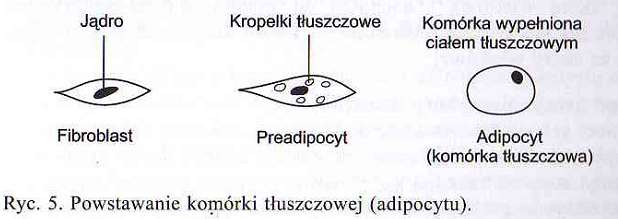 TKANKA PODSKÓRNA 1. Zbudowana jest przede wszystkim z komórek tłuszczowych (adipocytów) zgrupowanych w tzw.