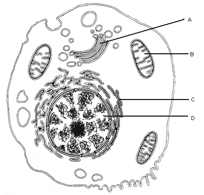 Informacje do zadań 7. i 8. Na schemacie przedstawiono budowę komórki zwierzęcej. Zadanie 7. (2pkt) Podaj nazwy struktur komórkowych oznaczonych na schemacie literami od A do D.