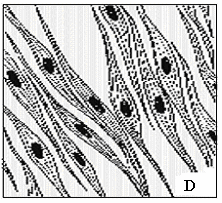 Zadanie 9. (1pkt) Na rysunku przedstawiono róŝne rodzaje tkanek występujące w organizmie ssaka.