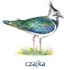 Wielki powrót - ptaki - Wpisz nazwy ptaków w odpowiednie miejsce krzyżówki.