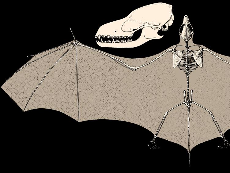 NIETOPERZE dzienne i nocne kalong Pteropus Onychonycteris eocen 40 Ma pierwotnie palce dłoni z pazurami (dziś kalongi