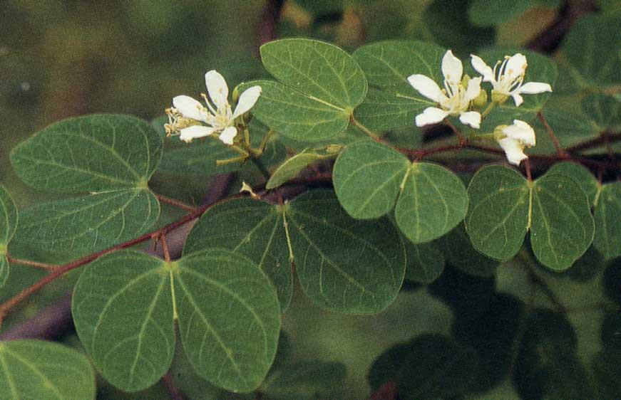 MOTYLKOWE symbioza Mimosaceae wtórnie promieniste bezpłatkowe Papilionaceae grzbieciste symbioza z bakteriami Rhizobium i rozbudowany system korzeniowy sięgają w pustynię