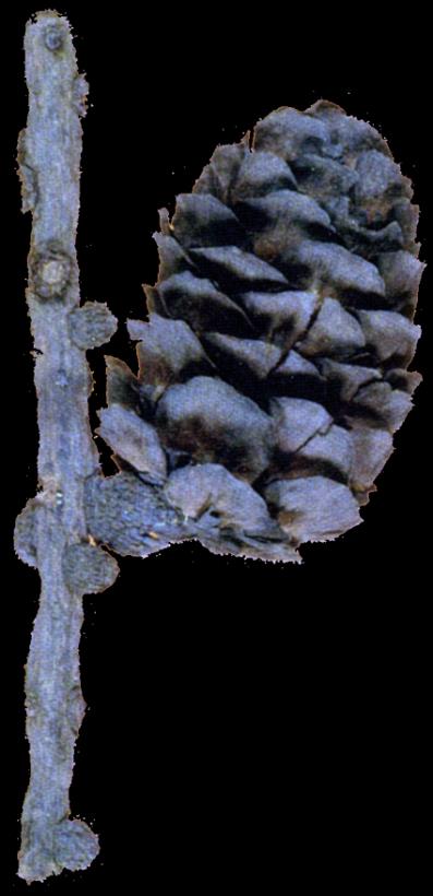 LePage & Basinger (1991) MODRZEW drzewo tajgi Larix Axel Heiberg Island eocen 40 Ma modrzewie w eocenie na północy Kanady ekspansja i zanik wraz z