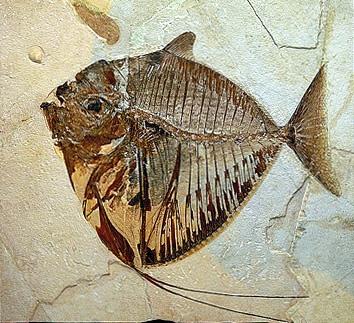 MONTE BOLCA początki paleontologii wczesnoeoceńskie wapienie ponad 250 gatunków ryb Mene Menidae eocen 50 Ma główne źródło
