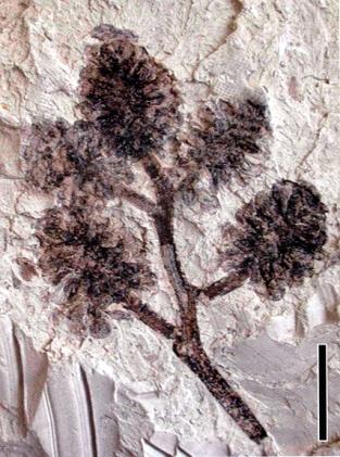 WIATROPYLNOŚĆ nowoczesnych kwiatowych uskrzydlony owoc grabu Carpinus eocen Dakoty 40 Ma orzech leszczyny Corylus owocostan olchy Alnus eocen 40 Ma eocen 40 Ma Pigg (2009) w paleocenie początki