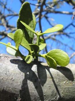 JEMIOŁA a deficyt wody półpasożyty nadrzewne Viscum jemioła Loranthaceae Loranthus Loranthaceae zimozielona traci liście od zwykłych drzew z pięciopłatkowymi kwiatami przez krzewiaste