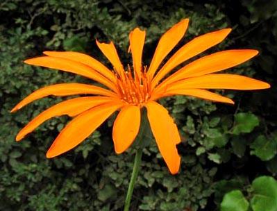 ANTARKTYCZNA proweniencja złożonych kwiat Goodenia Australia kwiatostan Calycera Chile kwiatostan Mutisia Asteraceae Chile deficyt zapylających błonkówek w