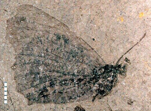 MOTYLE dzienne Prodryas Nymphalidae eocen 35 Ma eocen pijąc nektar zapylają