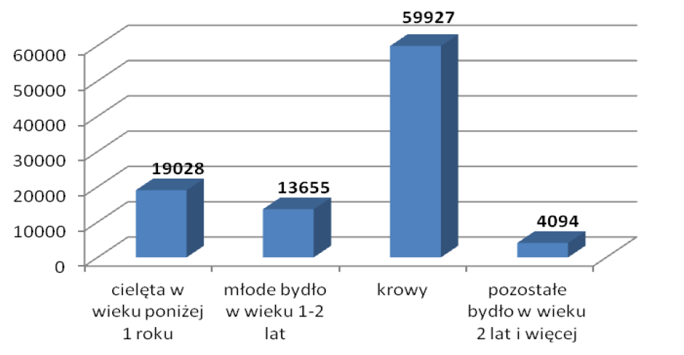 Pogłowie bydła (w sztukach) Pogłowie krów w czerwcu 2014 r. wyniosło 55,5 tys. szt. i w skali roku zmniejszyło się o 7,4%. W gospodarstwach indywidualnych było 53,8 tys.
