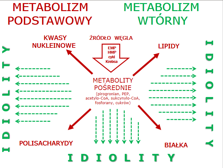 Biosynteza metabolitów pierwotnych i wtórnych - różnice