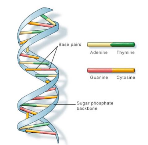 Plazmidy To cząsteczki DNA pozachromosomowe Zdolne są do samodzielniej replikacji Nie niosą genów metabolizmu podstawowego Kwas DNA zawiera instrukcje, dzięki którym możliwe jest konstruowanie innych