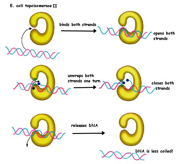 Topoizomerazy i rekombinazy Wszelkiego rodzaju zmiany DNA dokonywane poprzez enzymy mają charakter topologiczny.