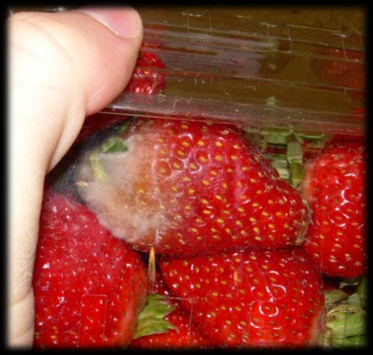 blog-ogrodniczy.