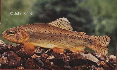 Rząd: łososiokształtne - Salmoniformes rodzina: