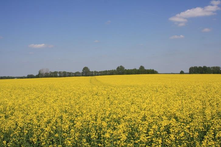 Pakiet 4. Cenne siedliska i zagrożone gatunki ptaków na obszarach Natura 2000: Wariant 4.1. Zmienno-wilgotne łąki trzęślicowe, Wariant 4.2. Zalewowe łąki selernicowe i słonorośla, Wariant 4.3.