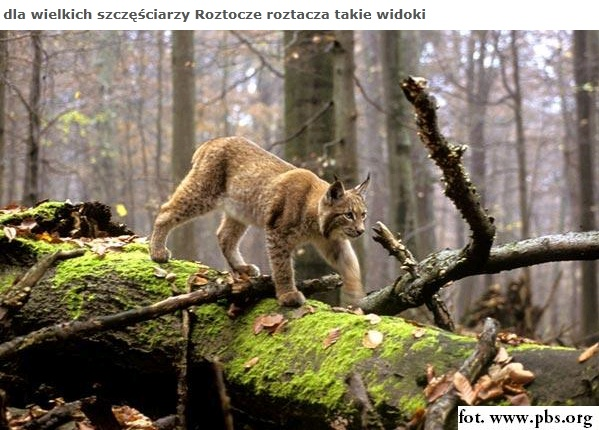 naturę skalne stopnie. Wiele roztoczańskich źródeł ma własności lecznicze, co docenił już król Jan III Sobieski, pan rozległych włości na Roztoczu, który zażywał tu kąpieli leczniczych.