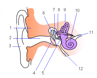 Metody badania słuchu Metody obiektywne Metody badania słuchu Audiometria impedancyjna Obiektywna metoda badania słuchu, polega się na pomiarze naprężenia błony bębenkowej i odruchów mięśnia