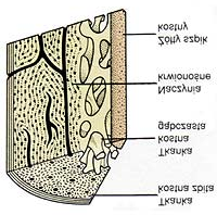 Tkanka łączna: Tkanka ta wchodzi w skład prawie wszystkich narządów. Podstawowymi składnikami tkanki łącznej są: komórki, substancja podstawowa i składniki włókniste.