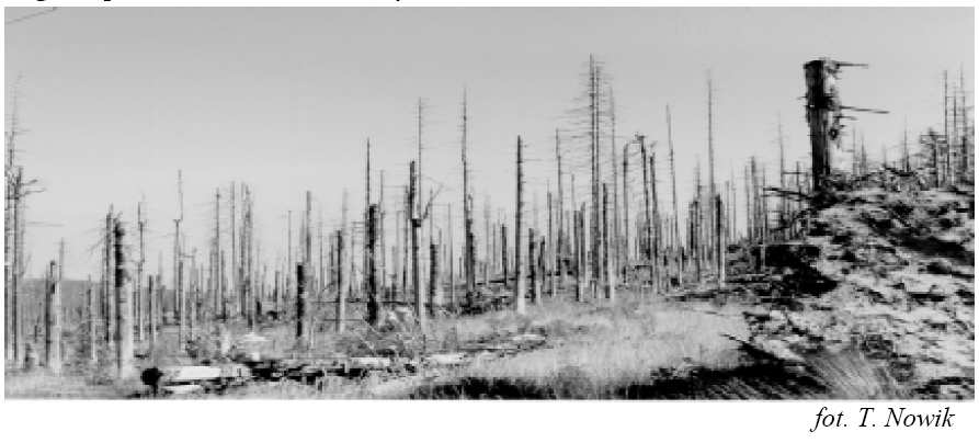 Fotografia przedstawia zniszczone lasy w Sudetach. Zadanie 25. (0 1) Spośród podanych określeń wskaż jedno, które wyjaśnia przyczynę degradacji tych lasów: A. wysokość nad poziomem morza. B.