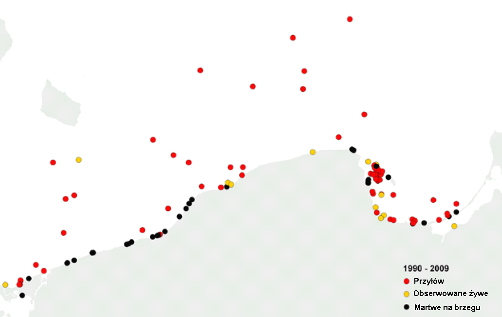 Rys. 6. Rozmieszczenie raportów o przyłowie, znalezieniu martwych na brzegu i zaobserwowanych żywych morświnach w polskiej strefie Bałtyku w latach 1990-2009.