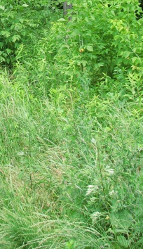 Anna Otręba Kampinoski Park Narodowy Anna Bomanowska