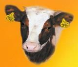 Przeliczanie zwierząt w gospodarstwie na DJP przykład Ilość zwierząt x współczynnik przeliczeniowy = DJP Krowy mleczne 6-8 tys.