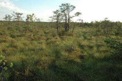 Torfowisko Słowińskie Błota Model wiek głębokość do wyznaczania chronologii