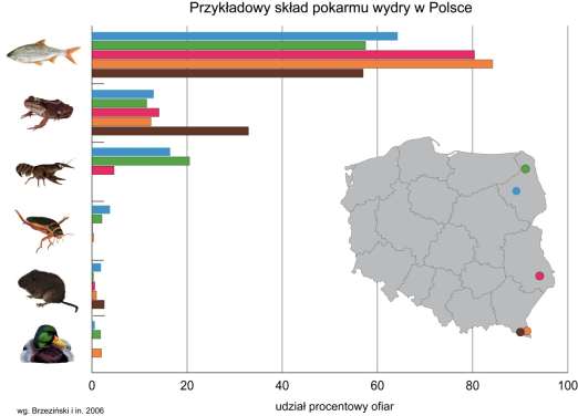 Skład pokarmu Podstawę pokarmu wydry